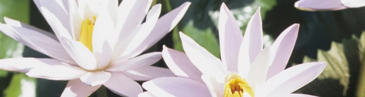 睡蓮のモバイル用画像