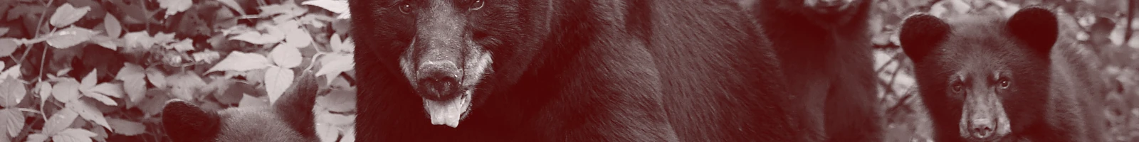 熊のイメージ画像