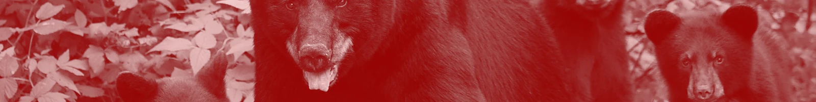 熊のイメージ画像