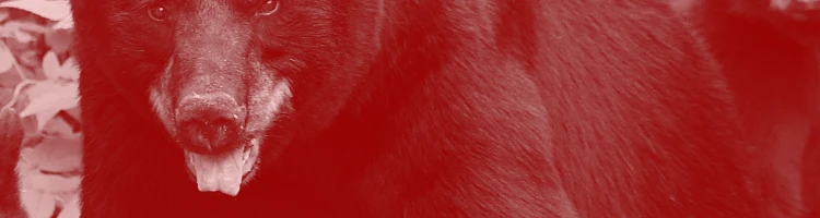 熊のイメージモバイル用画像