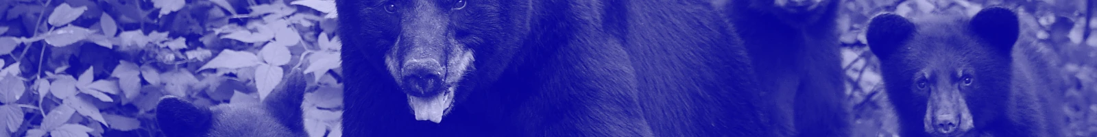 熊のイメージ画像