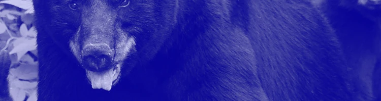 熊のイメージモバイル用画像