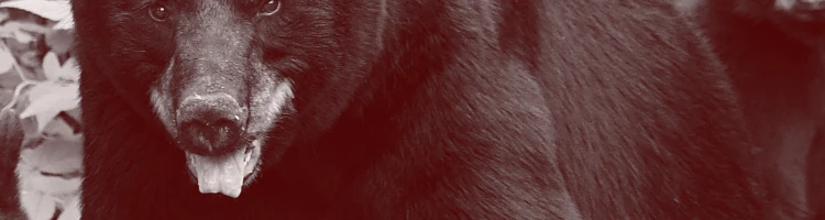 熊のイメージモバイル用画像