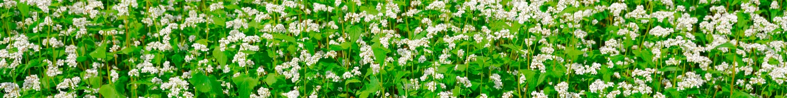 管理人のページ蕎麦の花画像