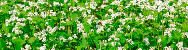 管理人のページ蕎麦の花モバイル用画像