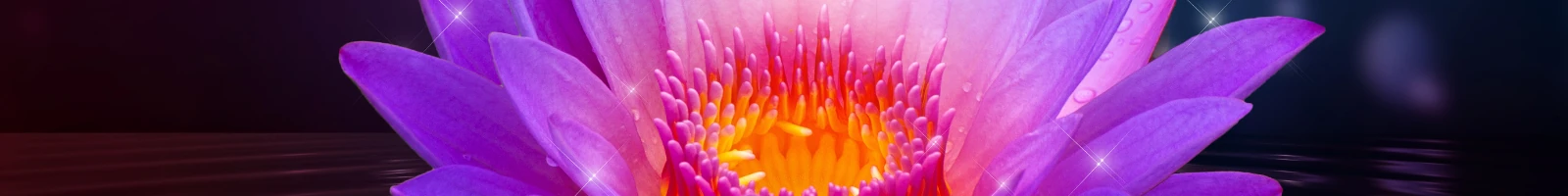 秩父札所への供花として蓮の花の画像