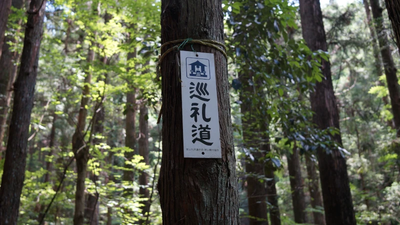 秩父札所の山道を歩く途中にある【巡礼道】の案内表示が結ばれた杉（現地で撮影）